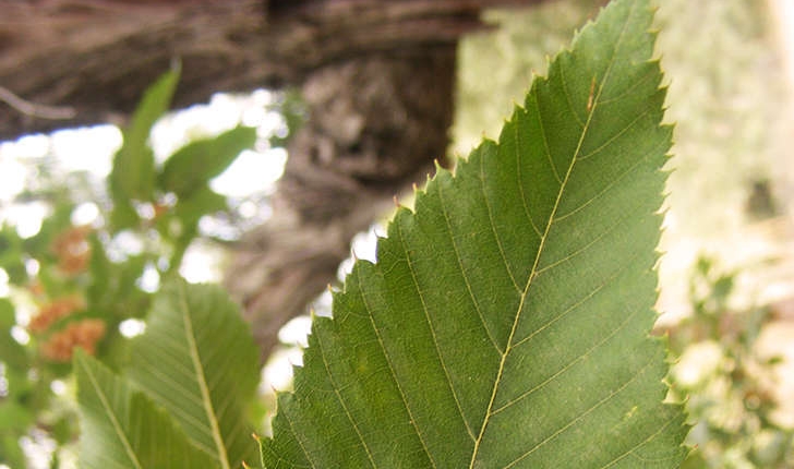 Celtis australis (L., 1753)