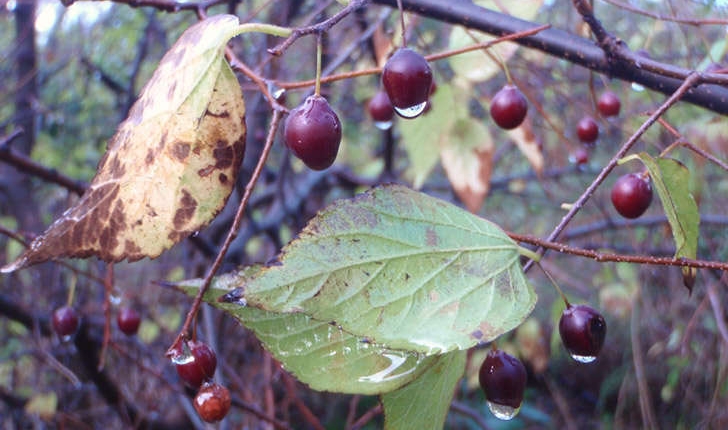 Celtis australis (L., 1753)