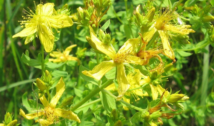 Hypericum sp (L., 1753)