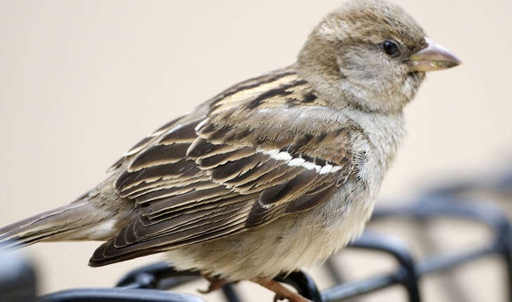 Passer domesticus (Linné, 1758)