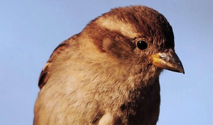 Passer domesticus (Linné, 1758)