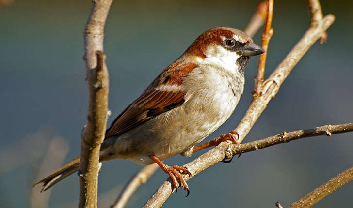 Passer domesticus (Linné, 1758)