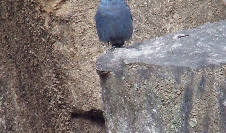 Monticola solitarius (Linné, 1758)