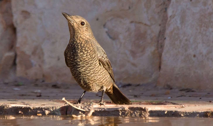 Monticola solitarius (Linné, 1758)