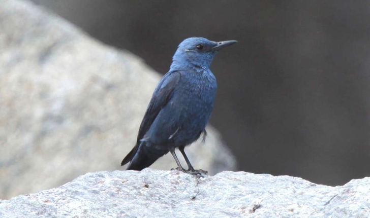Monticola solitarius (Linné, 1758)