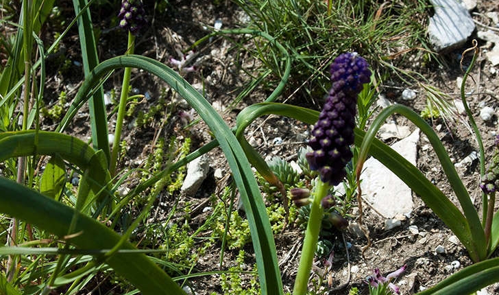 Muscari comosum (Linné, 1758)