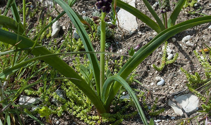 Muscari comosum (Linné, 1758)
