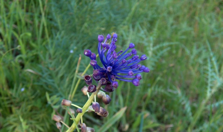 Muscari comosum (Linné, 1758)