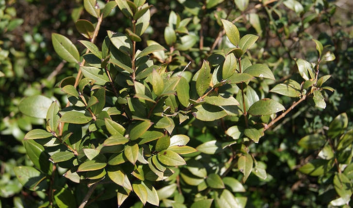 Myrtus communis (Linné, 1753)