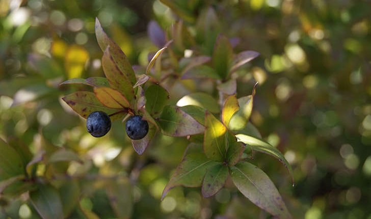 Myrtus communis (Linné, 1753)
