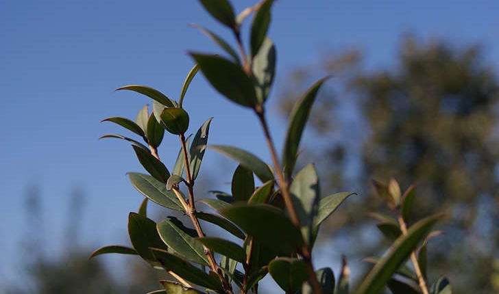 Myrtus communis (Linné, 1753)