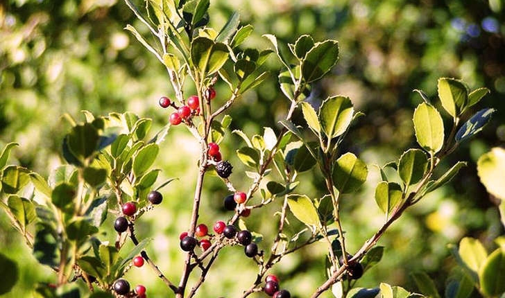 Rhamnus sp 