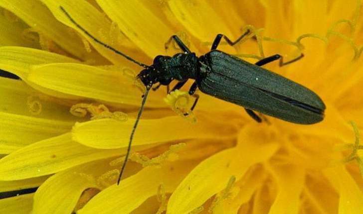 Oedemera sp