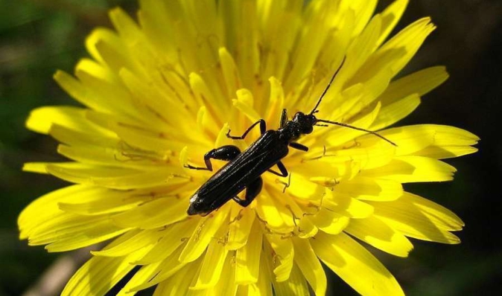 Oedemera sp