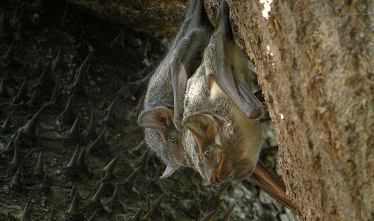 Plecotus austriacus (J.B. Fischer, 1829)