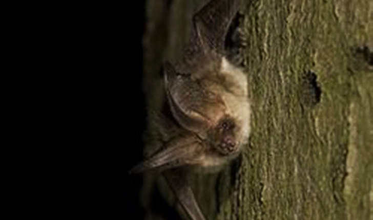 Plecotus austriacus (J.B. Fischer, 1829)