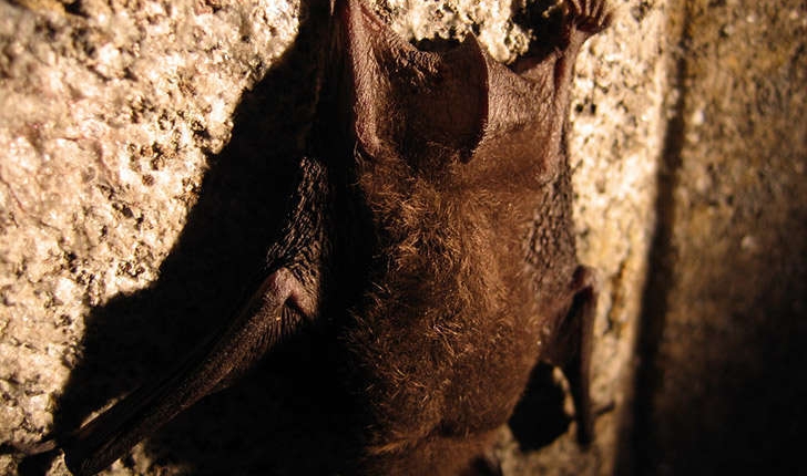 Plecotus austriacus (J.B. Fischer, 1829)