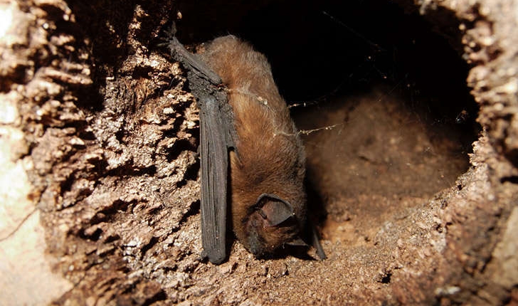 Plecotus austriacus (J.B. Fischer, 1829)