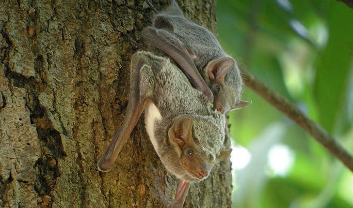 Plecotus austriacus (J.B. Fischer, 1829)