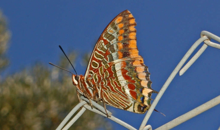 Charaxes jasius (Linné, 1767)