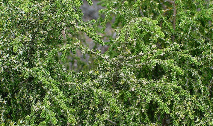 Thymelaea hirsuta (Endlicher, 1847)