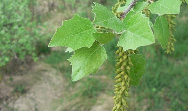 Populus sp (L., 1753)