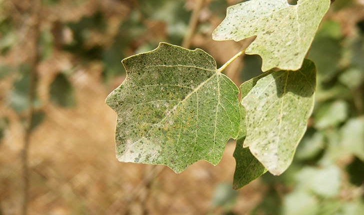 Populus sp (L., 1753)