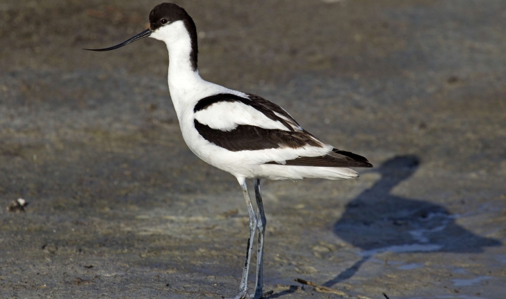 Avocette élégante