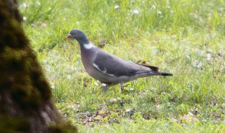 Columba palumbus (Linné, 1758)