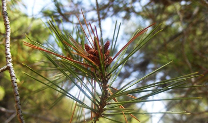 Pinus halepensis (Miller, 1768)