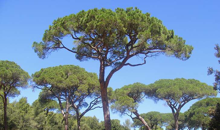 Pinus pinea (Linné, 1753)