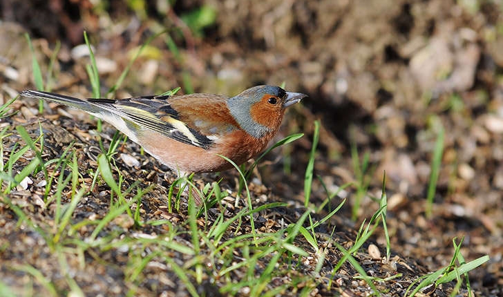 Fringilla coelebs (Linné, 1758)