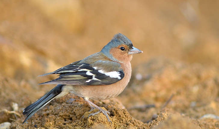 Fringilla coelebs (Linné, 1758)
