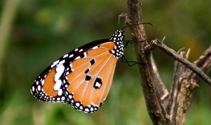 Danaus chrysippus (Linné, 1758)