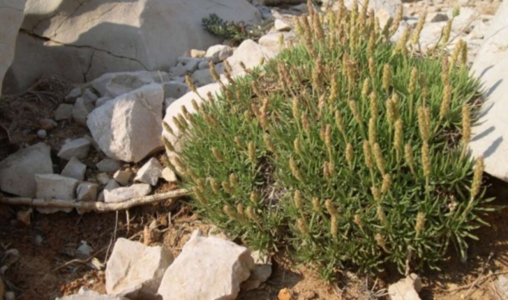 Plantago subulata (Linné, 1753)