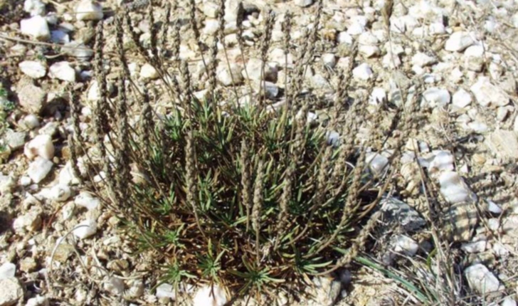 Plantago subulata (Linné, 1753)