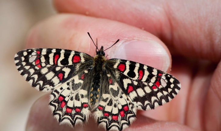 Zerynthia rumina (Linné, 1758)