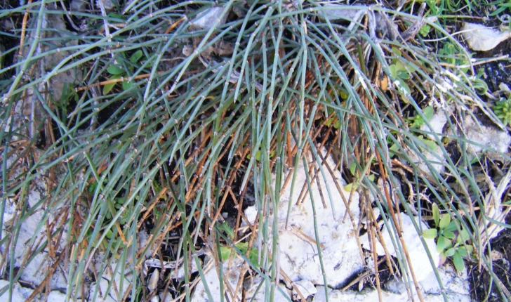 Ephedra distachya (Linné, 1758)