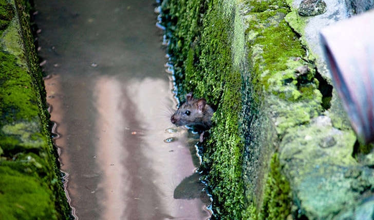Rattus rattus (Linné, 1758)