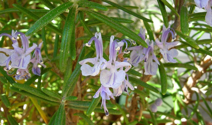 Rosmarinus officinalis (Linné, 1758)