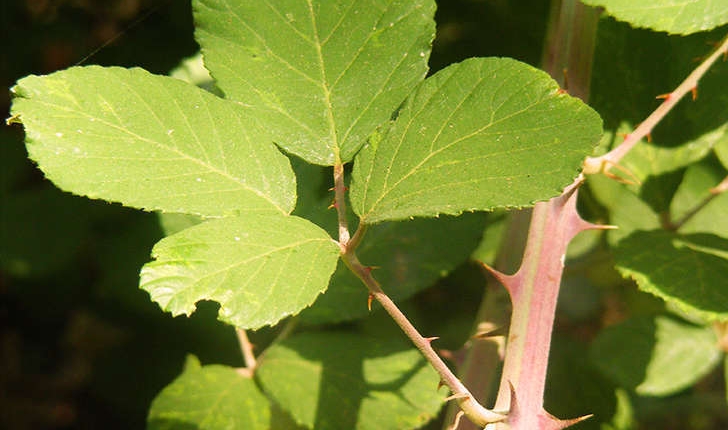 Rubus sp (L., 1753)