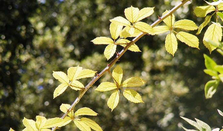 Rubus sp (L., 1753)
