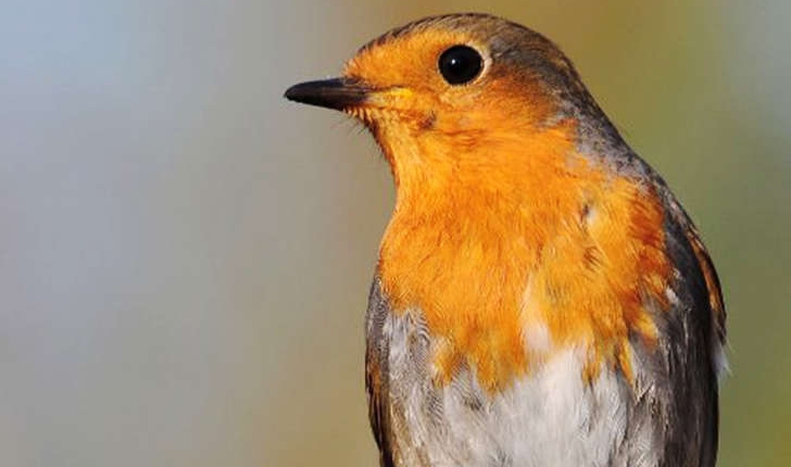 Erithacus rubecula (Linné, 1758)