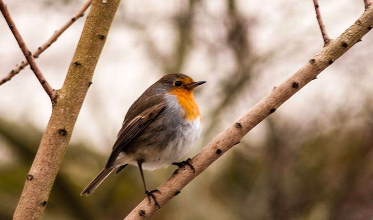 Erithacus rubecula (Linné, 1758)