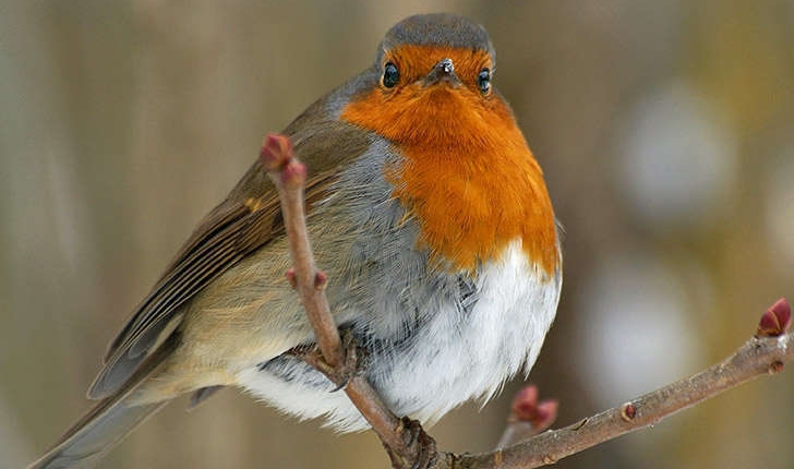 Erithacus rubecula (Linné, 1758)