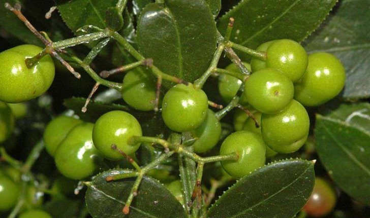 Rubia peregrina (Linné, 1753)