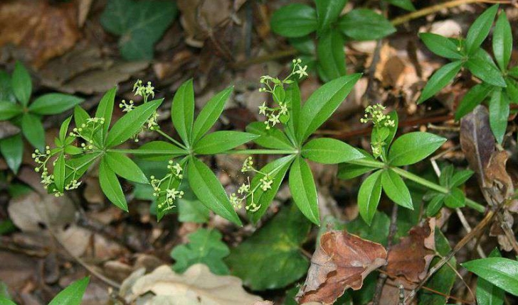 Rubia peregrina (Linné, 1753)