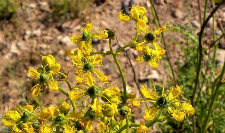 Ruta angustifolia (Person, 1805)