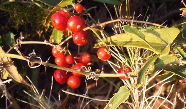 Smilax apera (Linné, 1753)