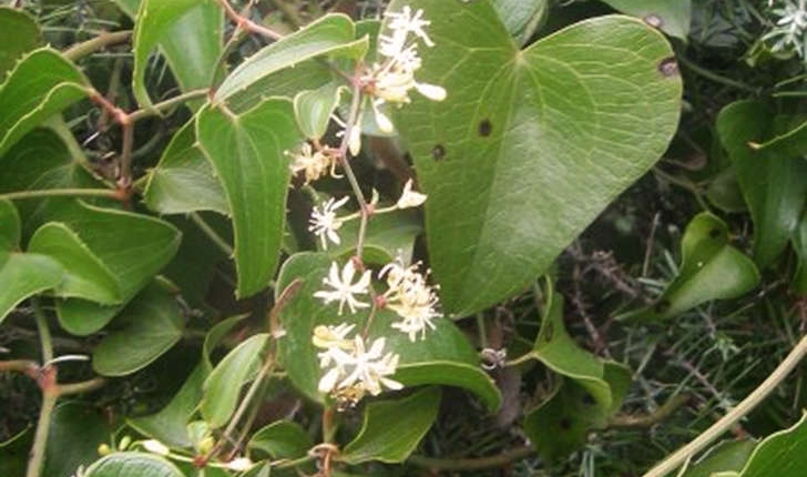 Smilax apera (Linné, 1753)